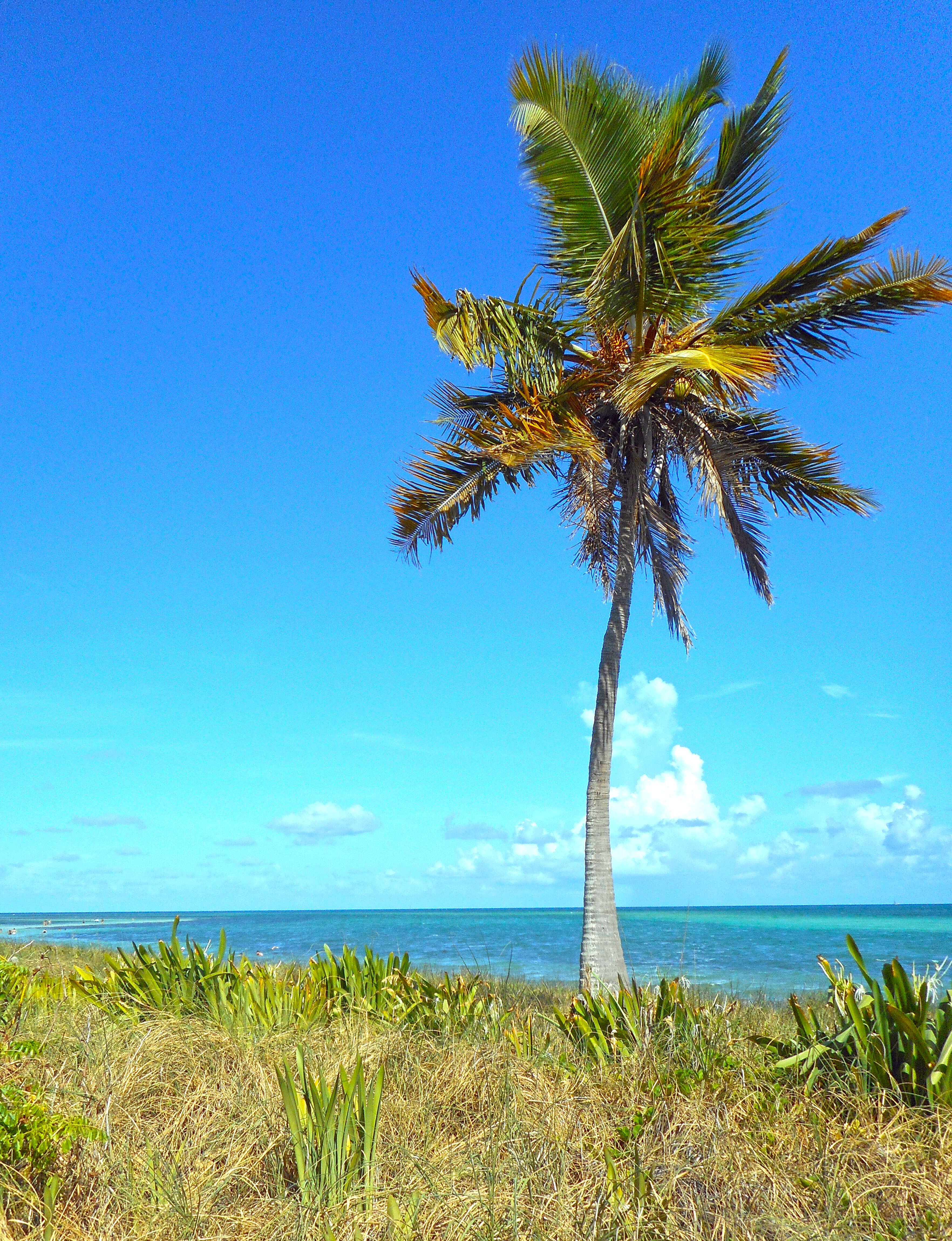 Image of coconut palm