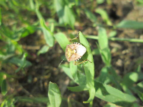 Image of sloe bug