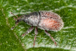 Image of Mecinus pascuorum Caldara 2001