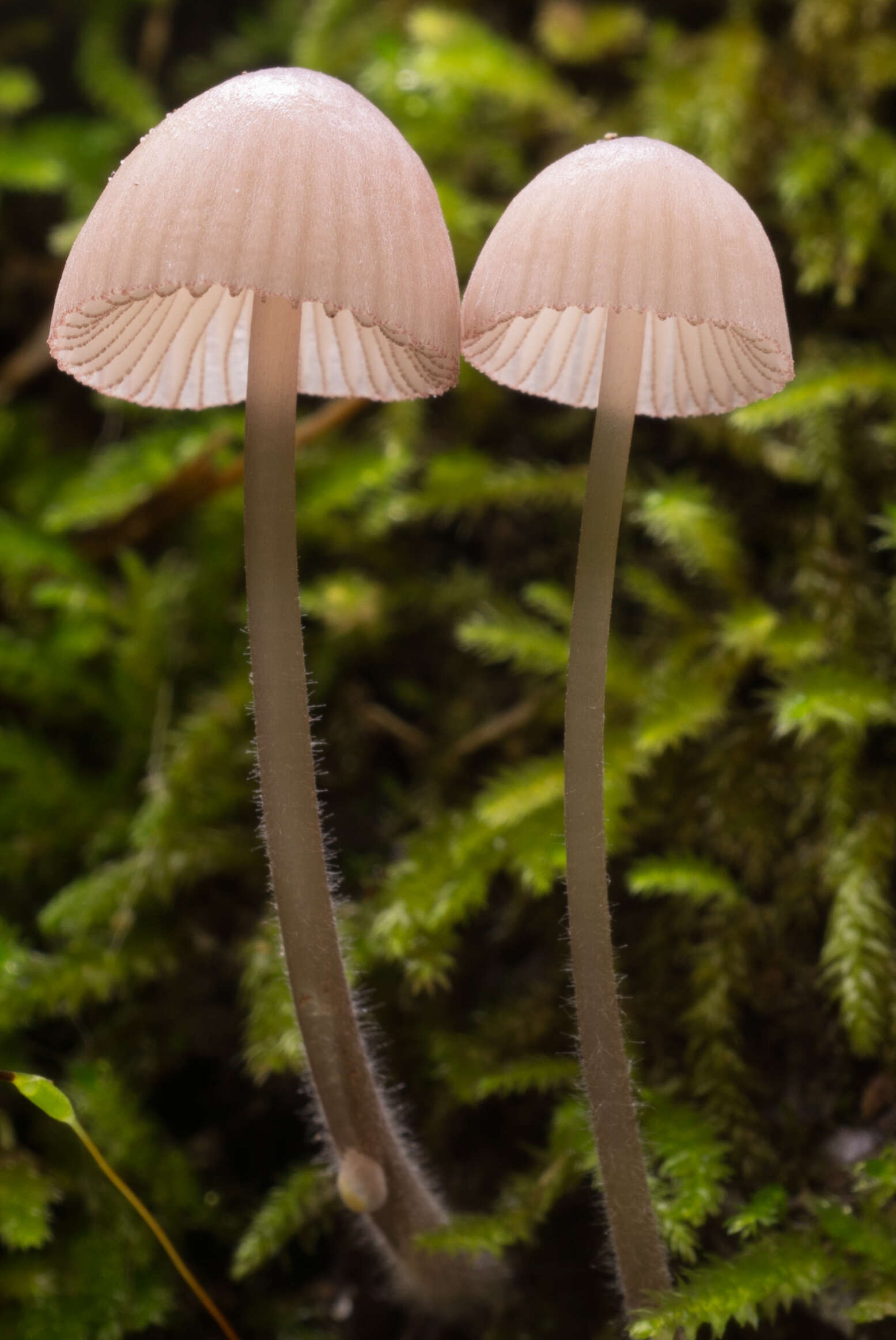 Mycena purpureofusca (Peck) Sacc. 1887 resmi