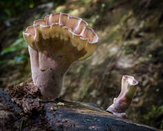 Imagem de Cymatoderma elegans Jungh. 1840