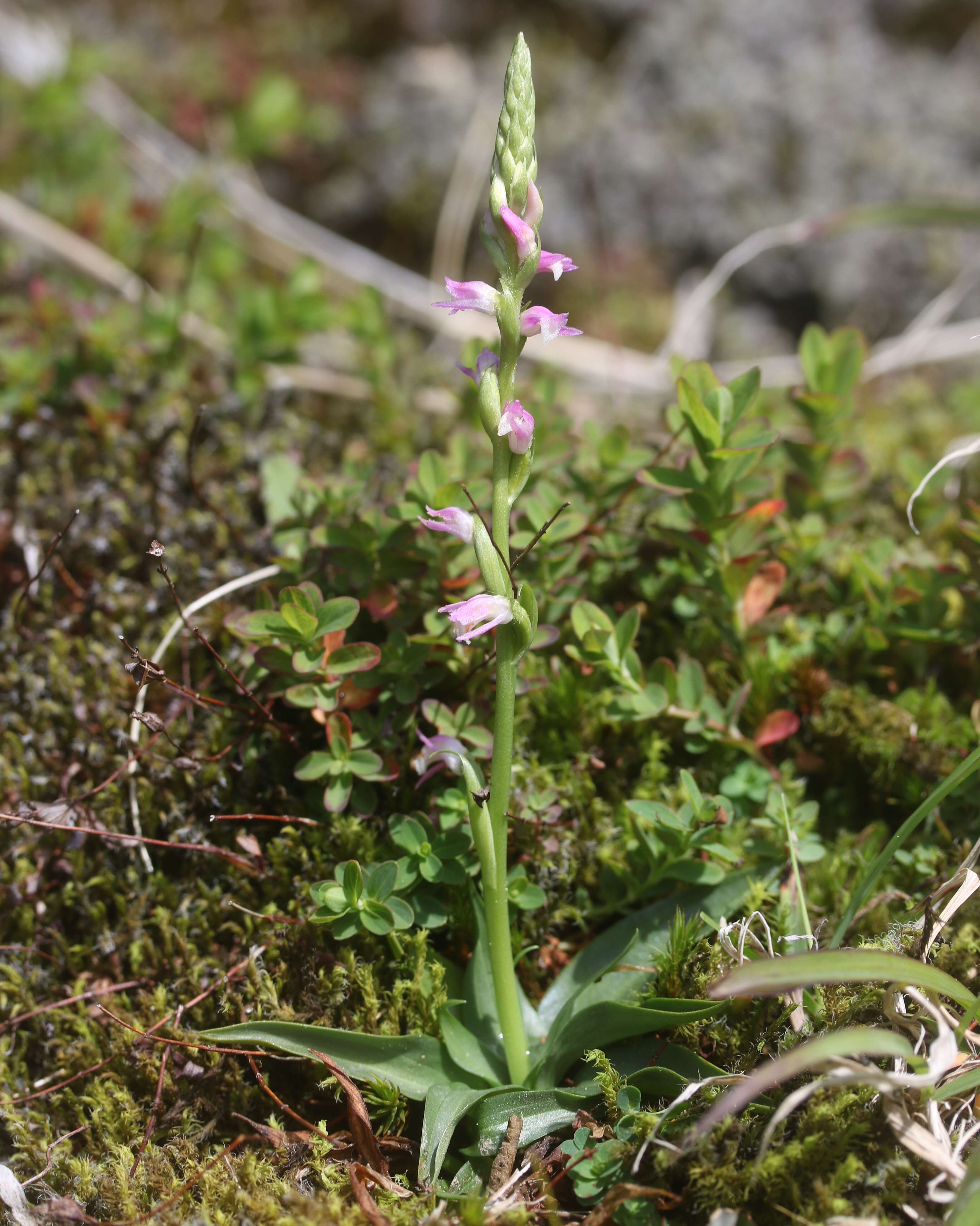 Image of Spiranthes australis