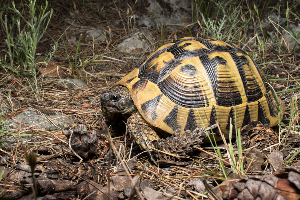 Image of Hermann's Tortoise