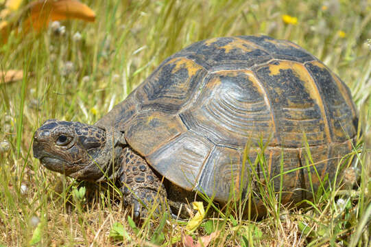 Image of Common Tortoise