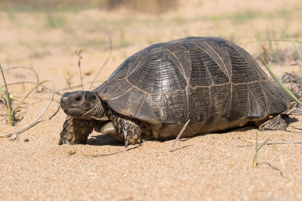 Image of Marginated Tortoise