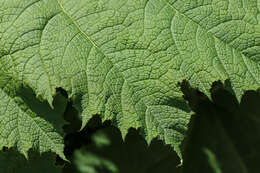 Image of giant rhubarb