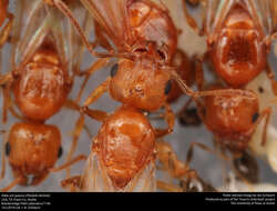 Image of Pheidole dentata Mayr 1886