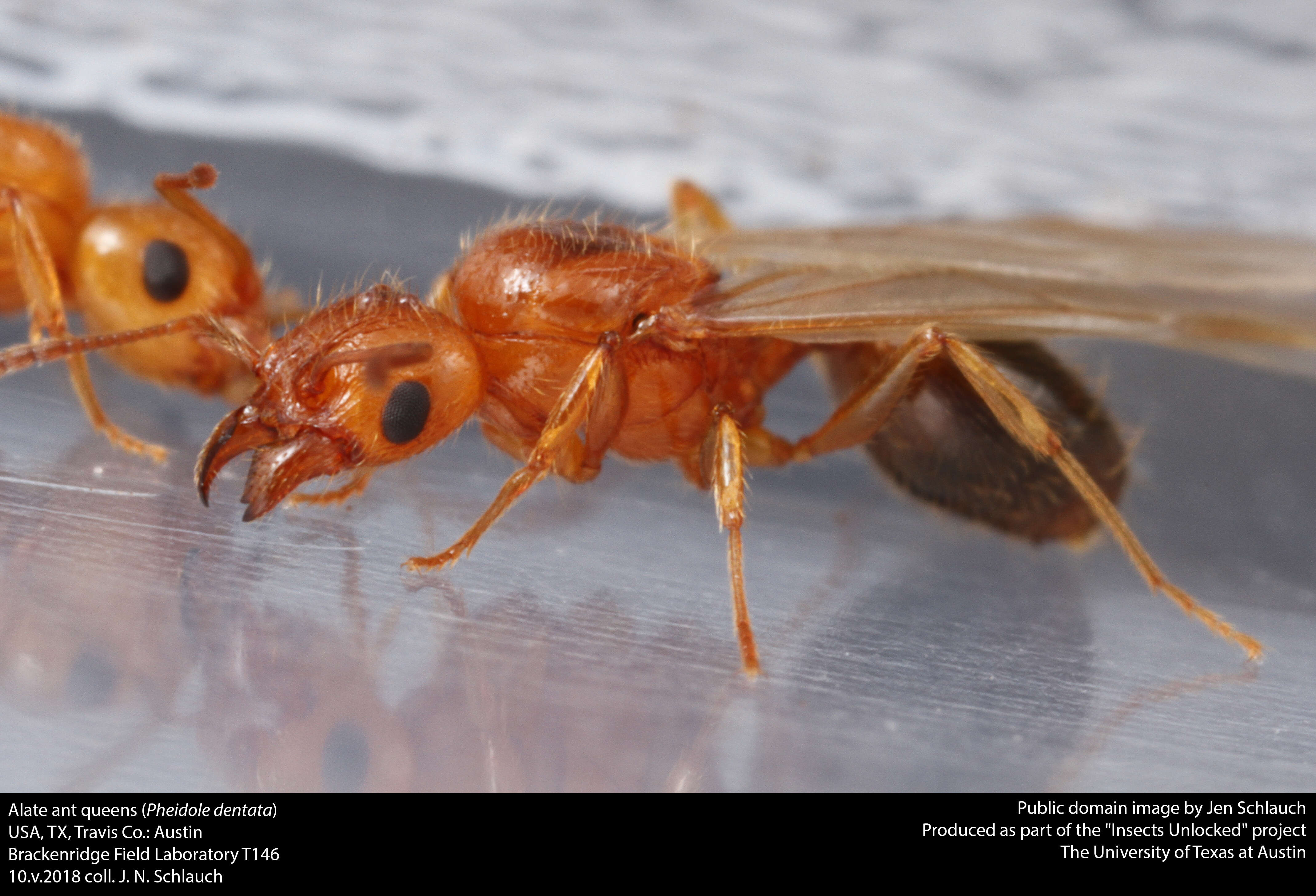 Image of Pheidole dentata Mayr 1886