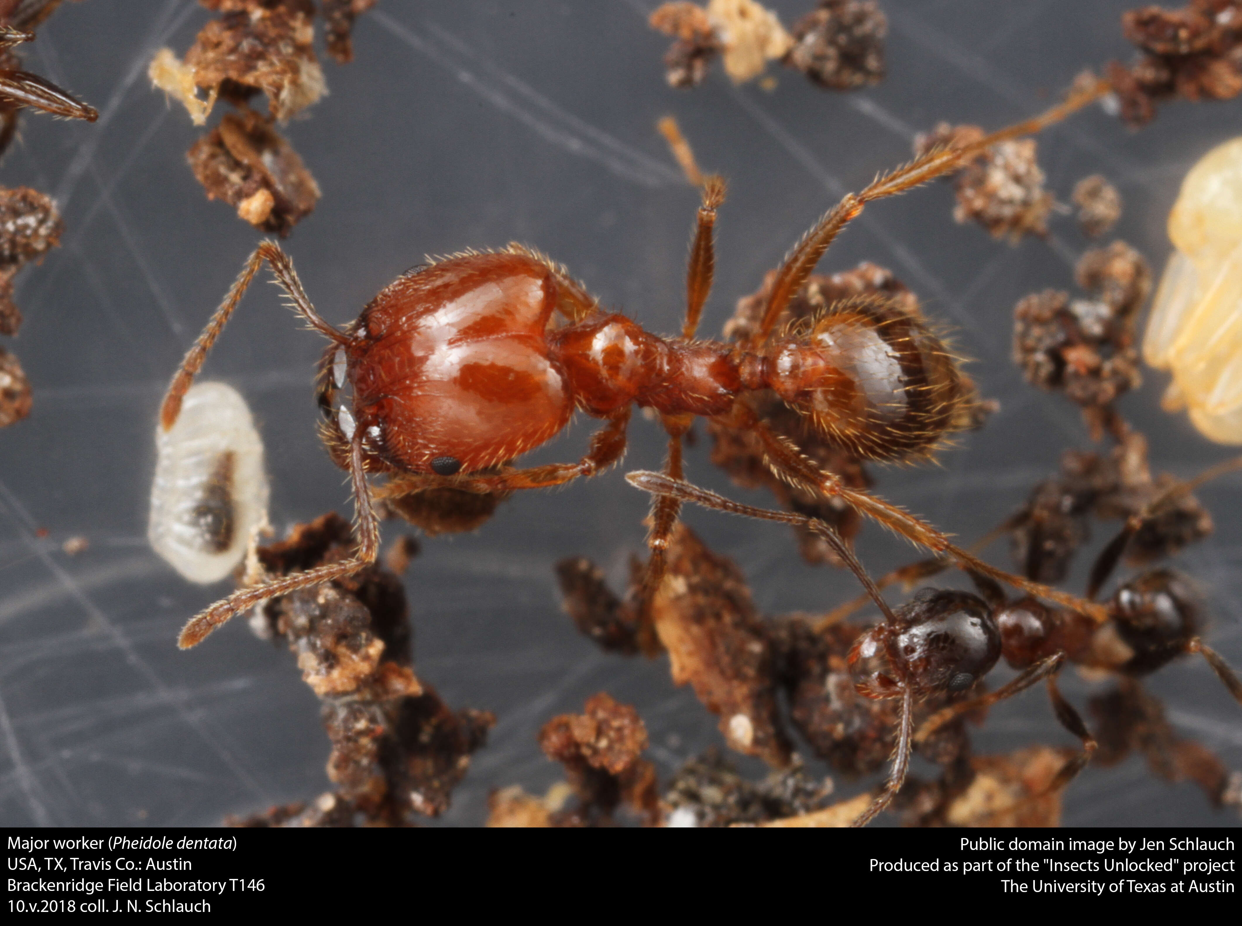 Image of Pheidole dentata Mayr 1886