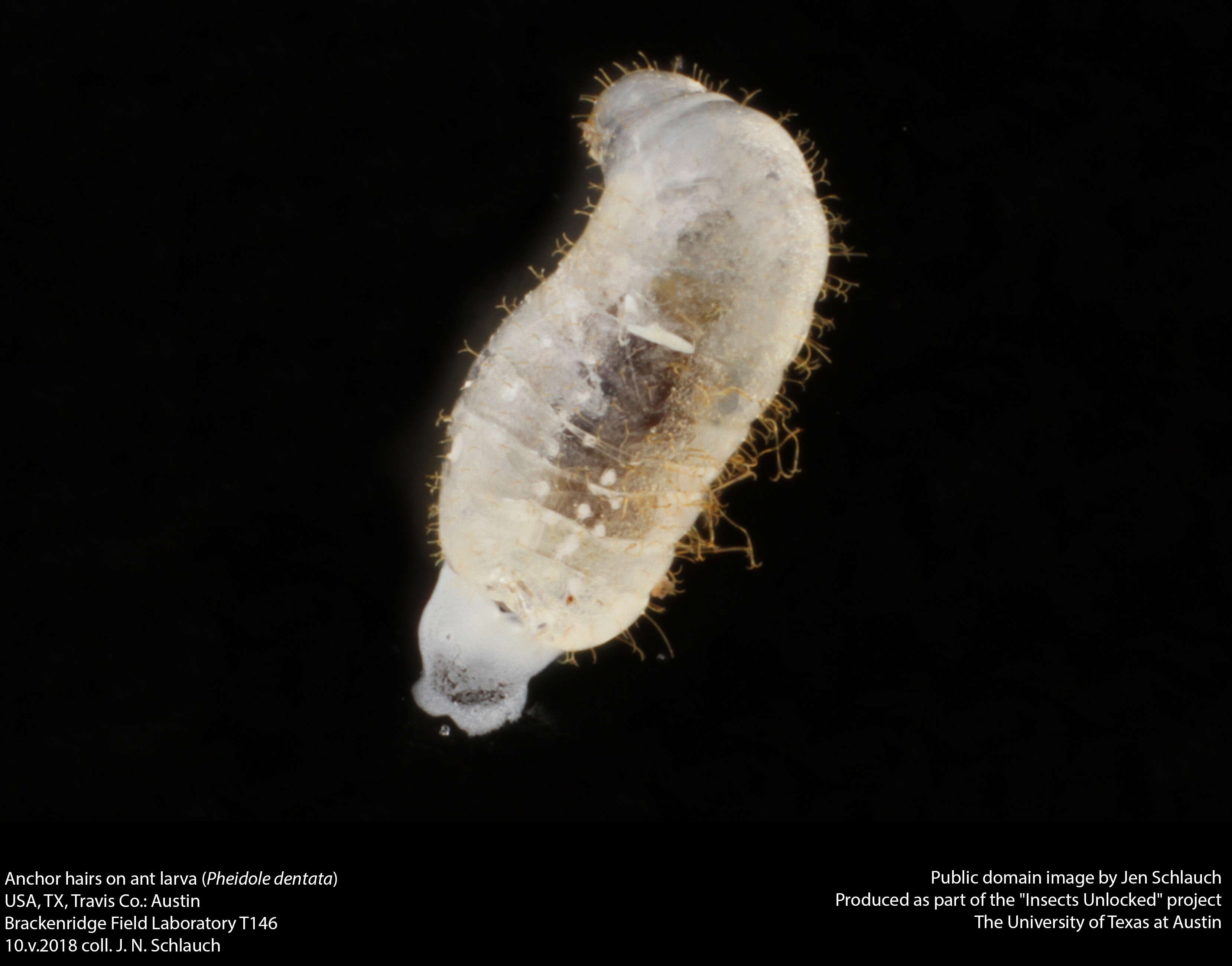 Image of Pheidole dentata Mayr 1886