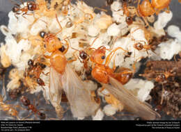 Image of Pheidole dentata Mayr 1886