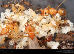 Image of Pheidole dentata Mayr 1886