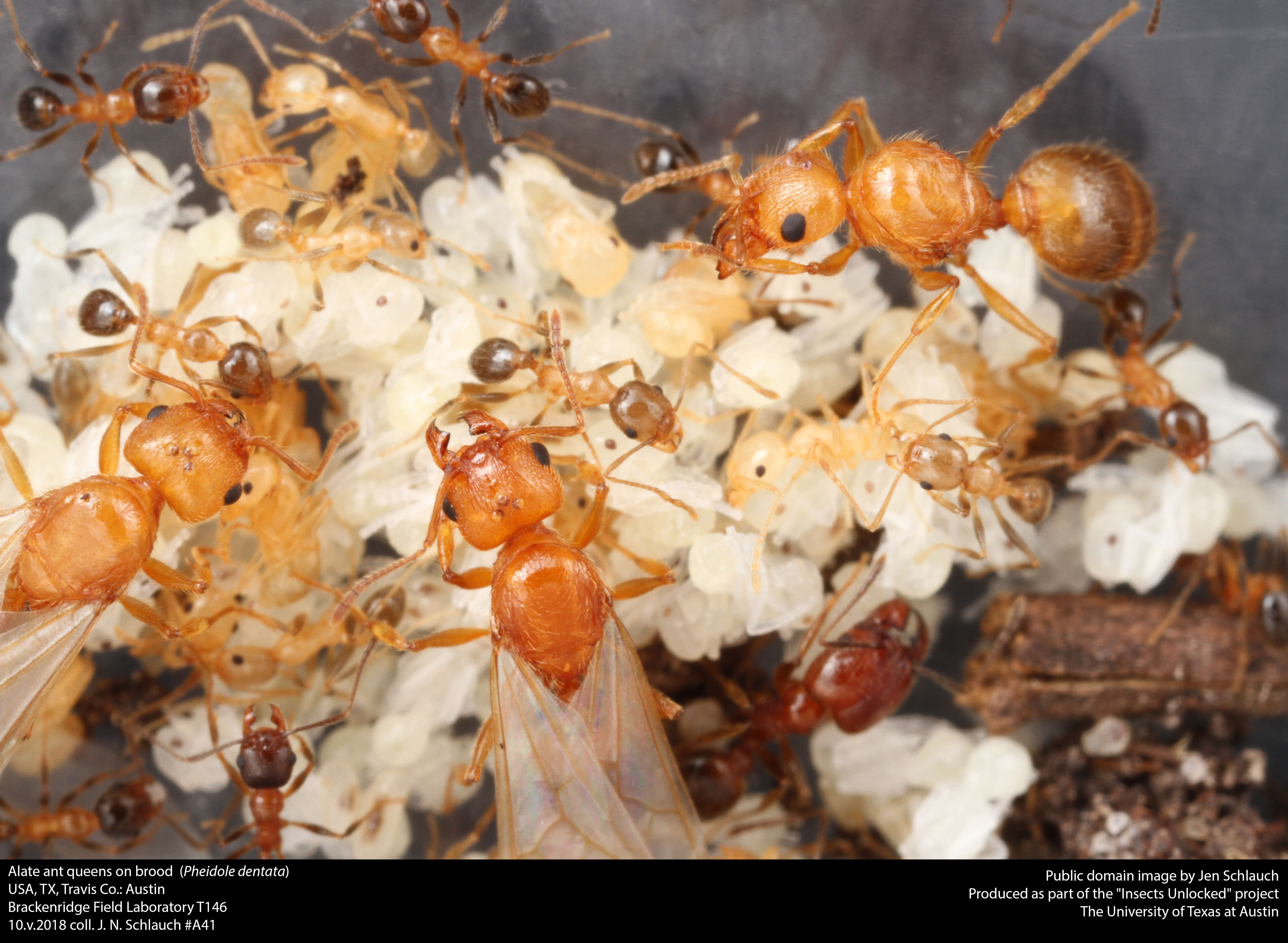 Image of Pheidole dentata Mayr 1886