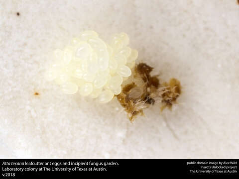 Image of Texas Leaf Cutting Ant