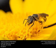 Halictus ligatus Say 1837的圖片