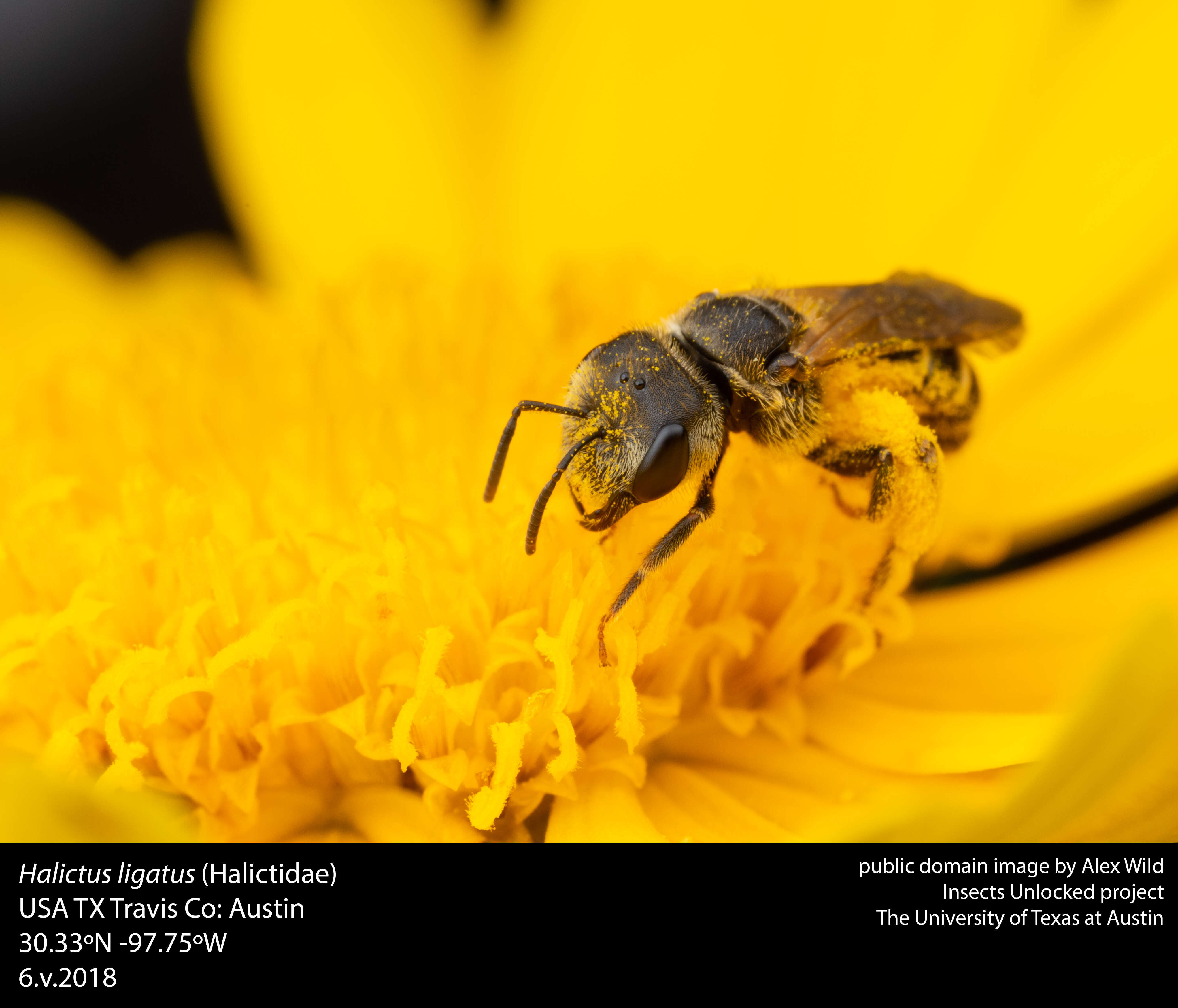 Image of Halictus ligatus Say 1837