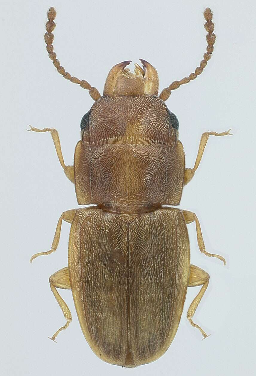 Image of lined flat bark beetles