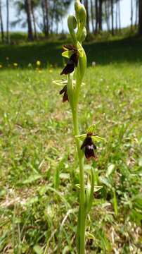 Слика од Ophrys insectifera L.