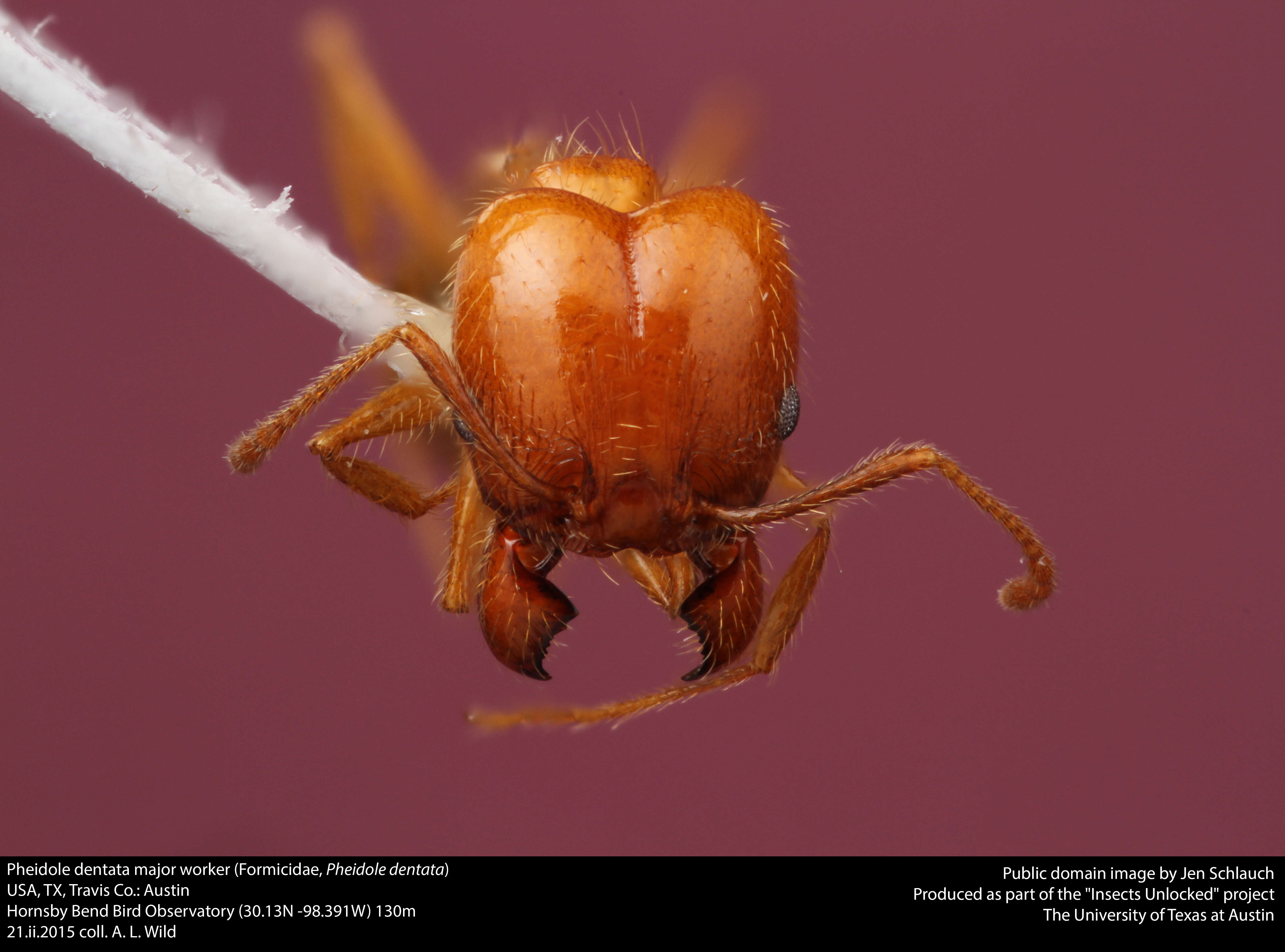 Image of Pheidole dentata Mayr 1886