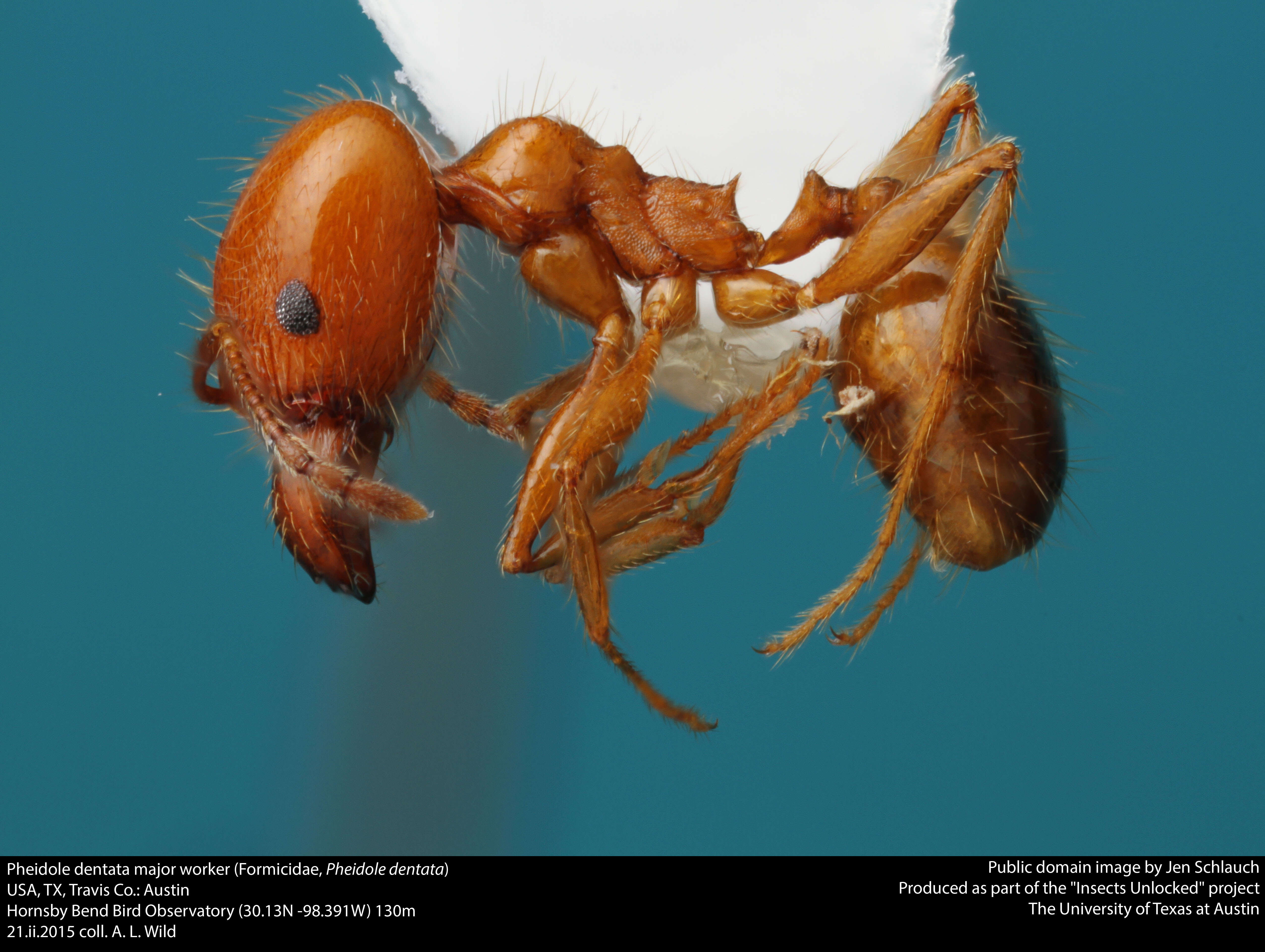 Image of Pheidole dentata Mayr 1886