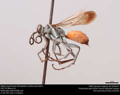 صورة <i>Anoplius apiculatus</i>