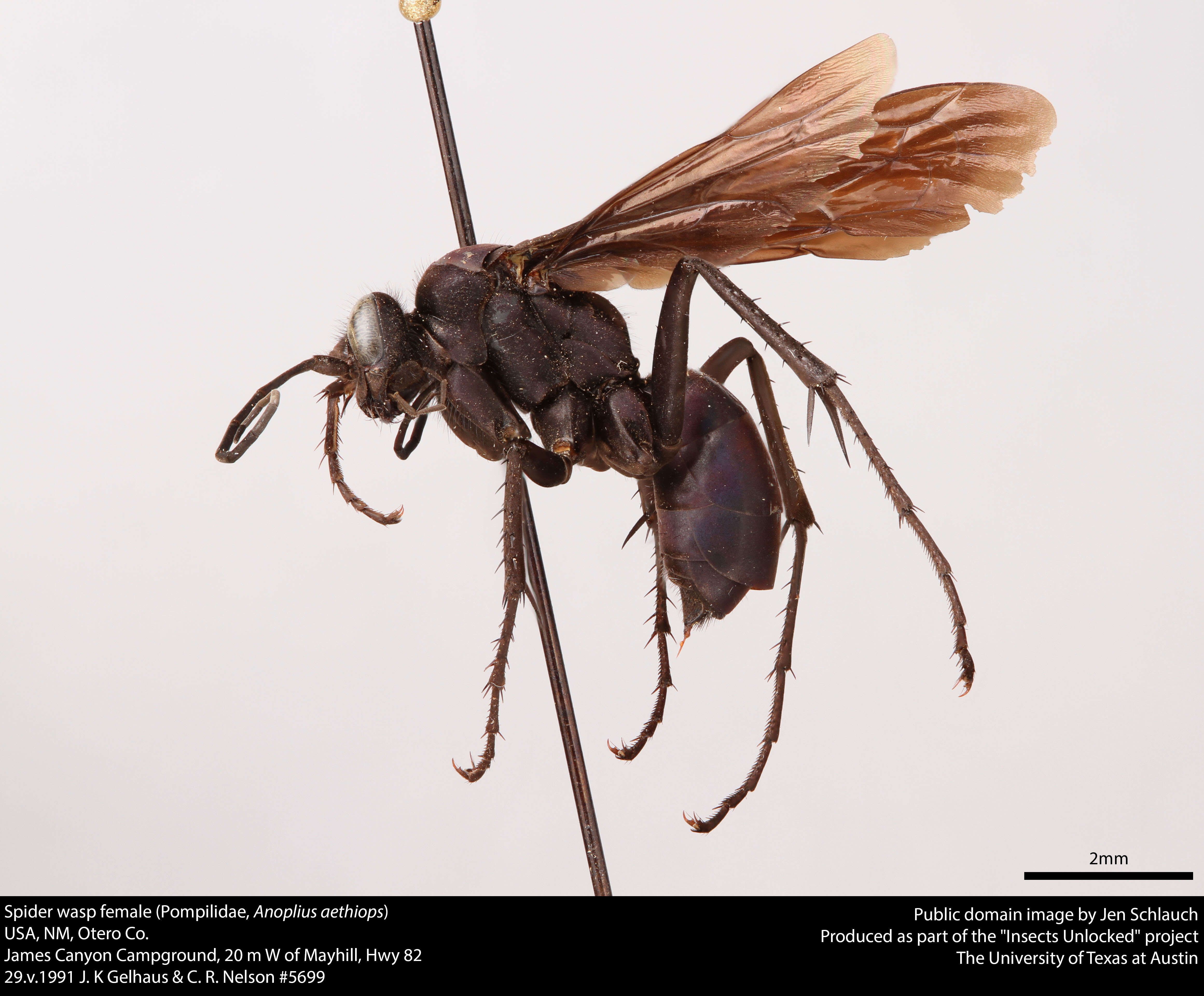 صورة Anoplius aethiops (Cresson 1865)