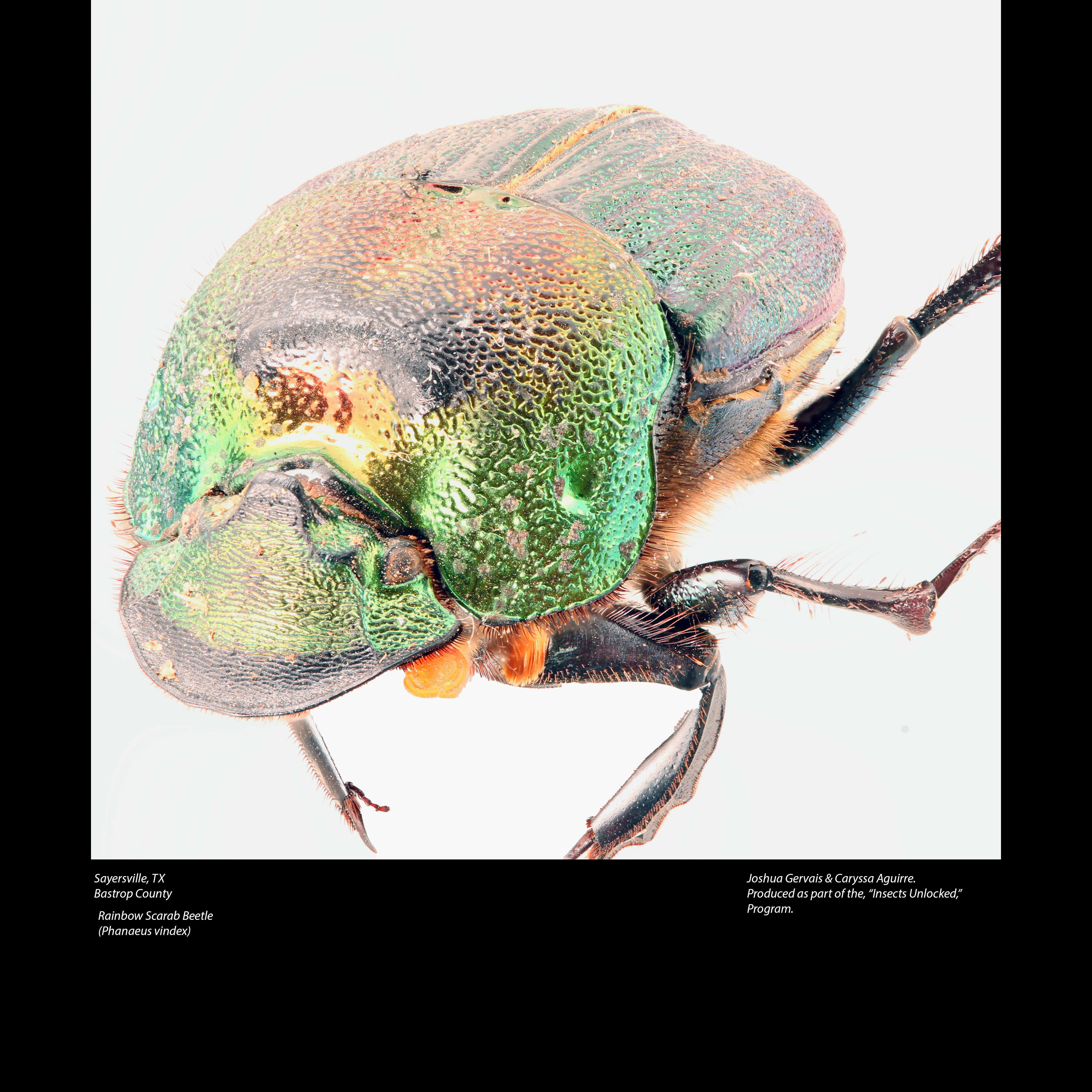 Image of Rainbow Scarab