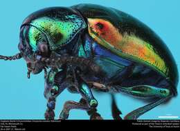 Image of Dogbane Beetle