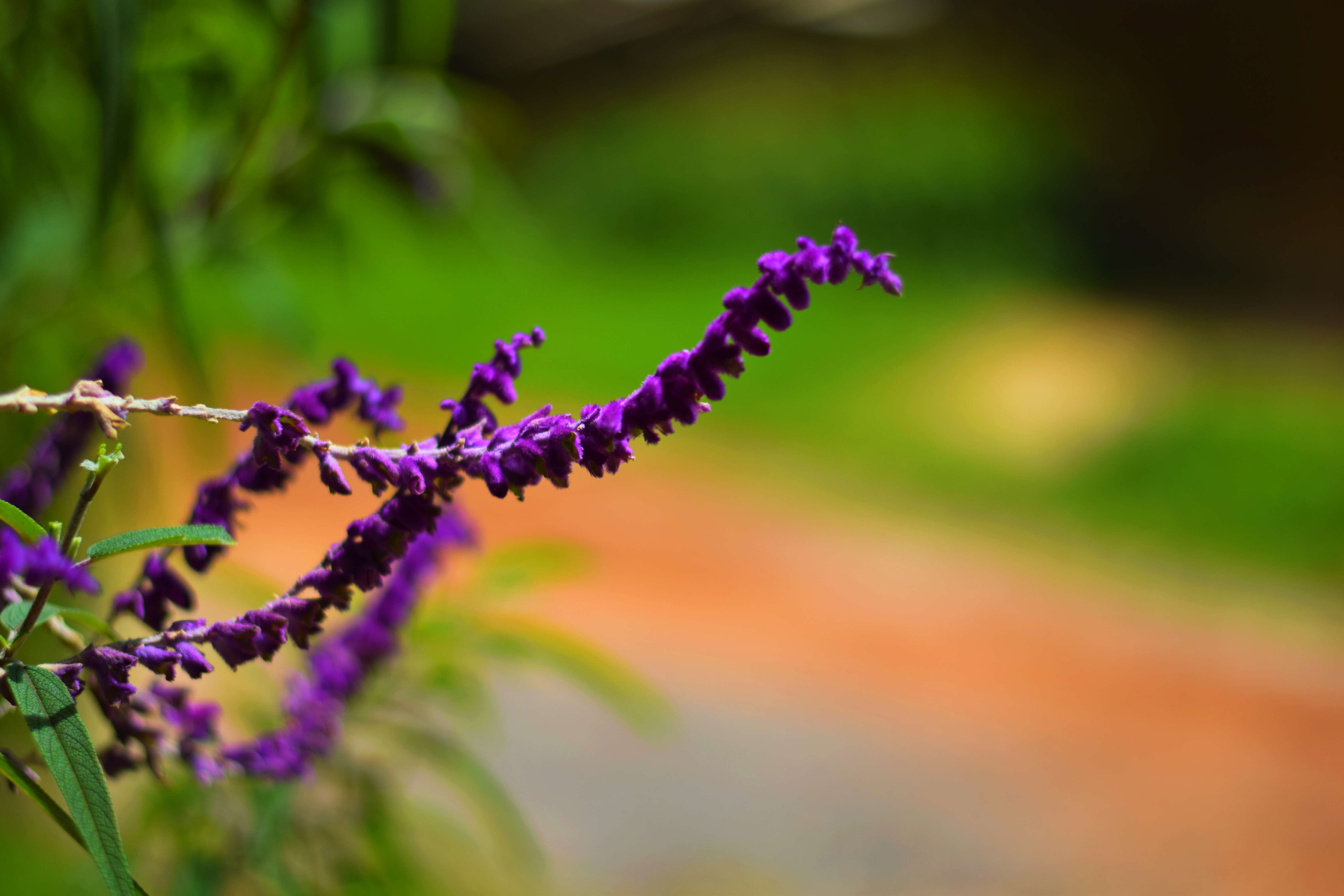 Imagem de Salvia leucantha Cav.