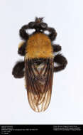 Image of Laphria macquarti (Banks 1917)