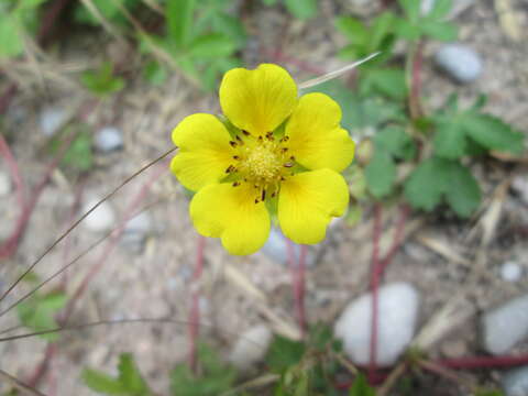 Imagem de Potentilla reptans L.