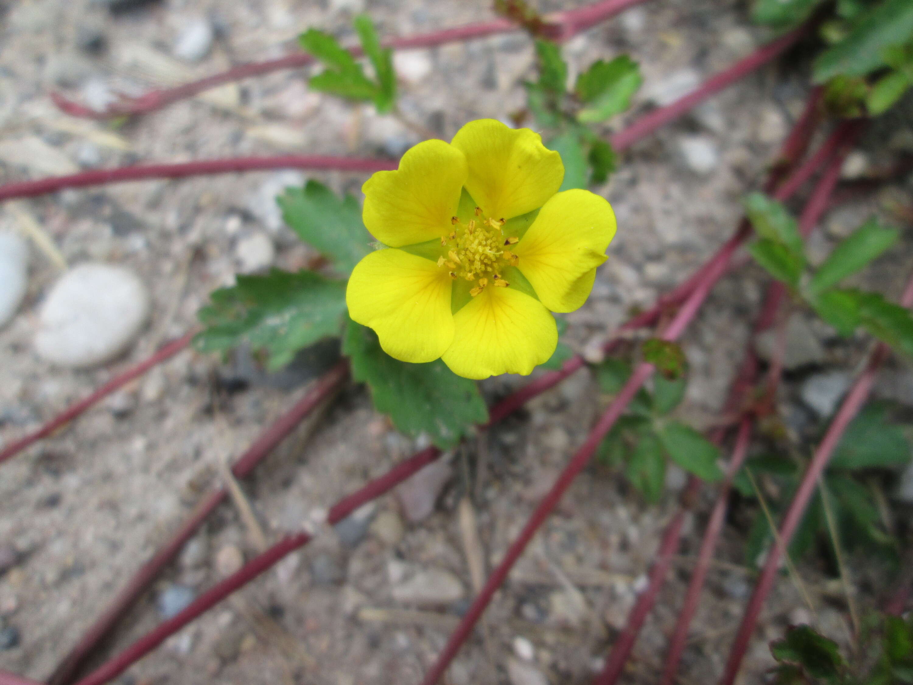 Imagem de Potentilla reptans L.