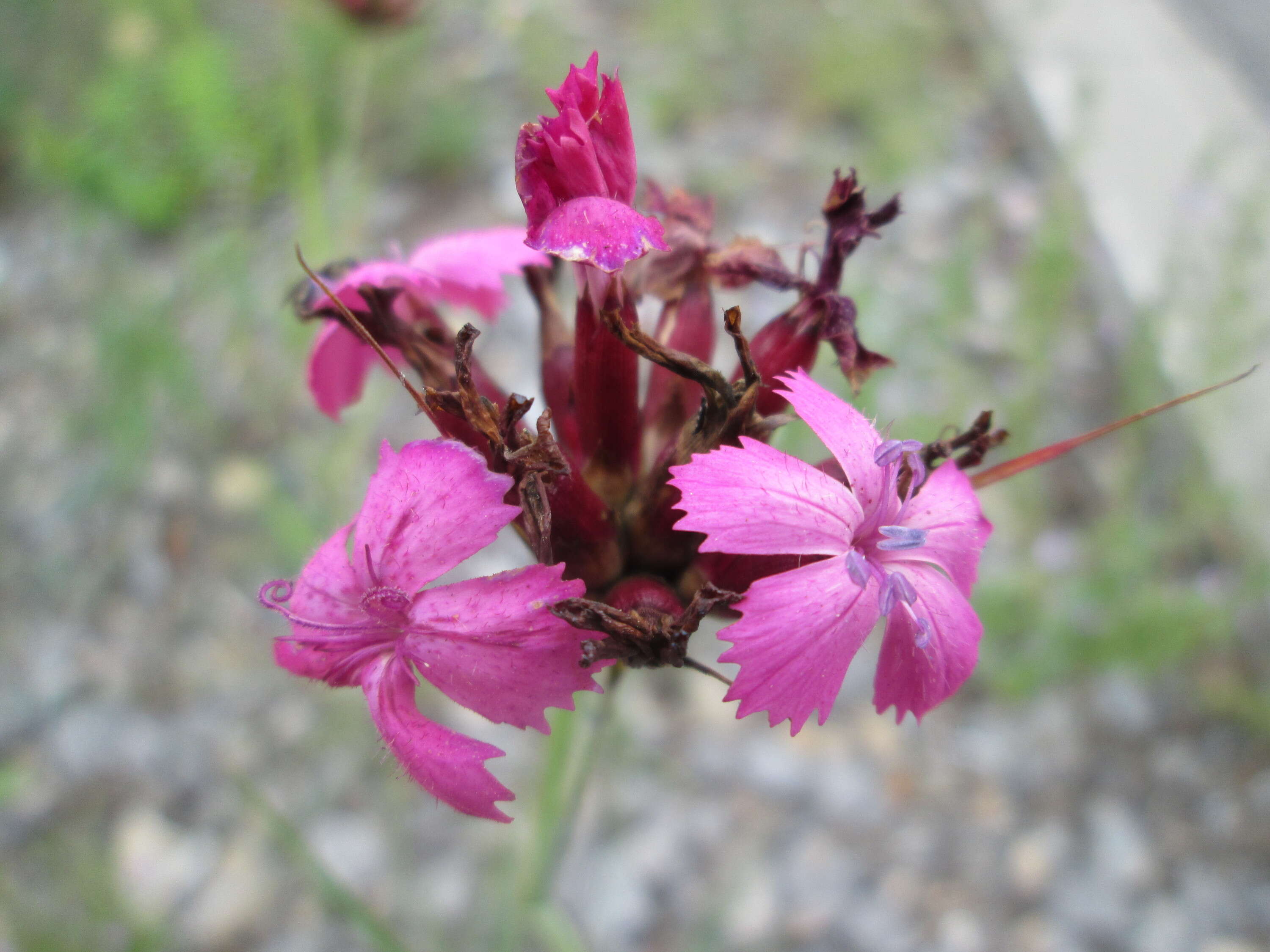 Image of carthusian pink