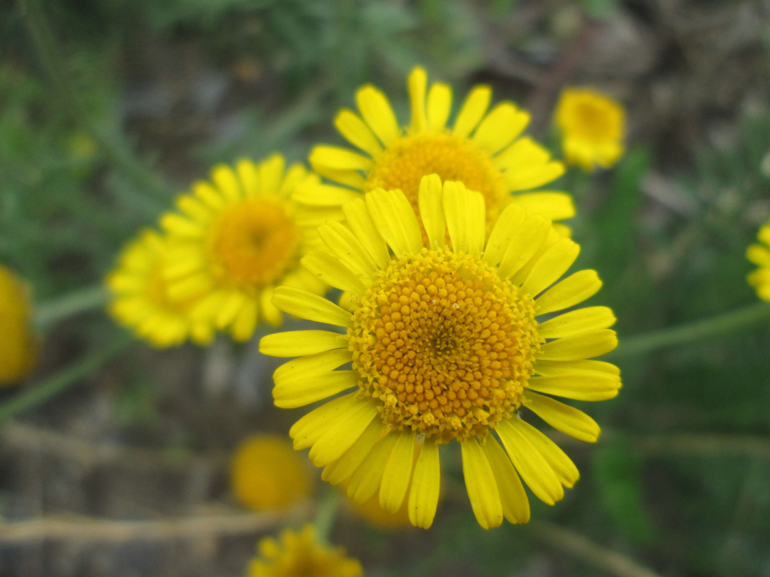 Image of corndaisy