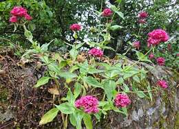 Image of Red Valerian