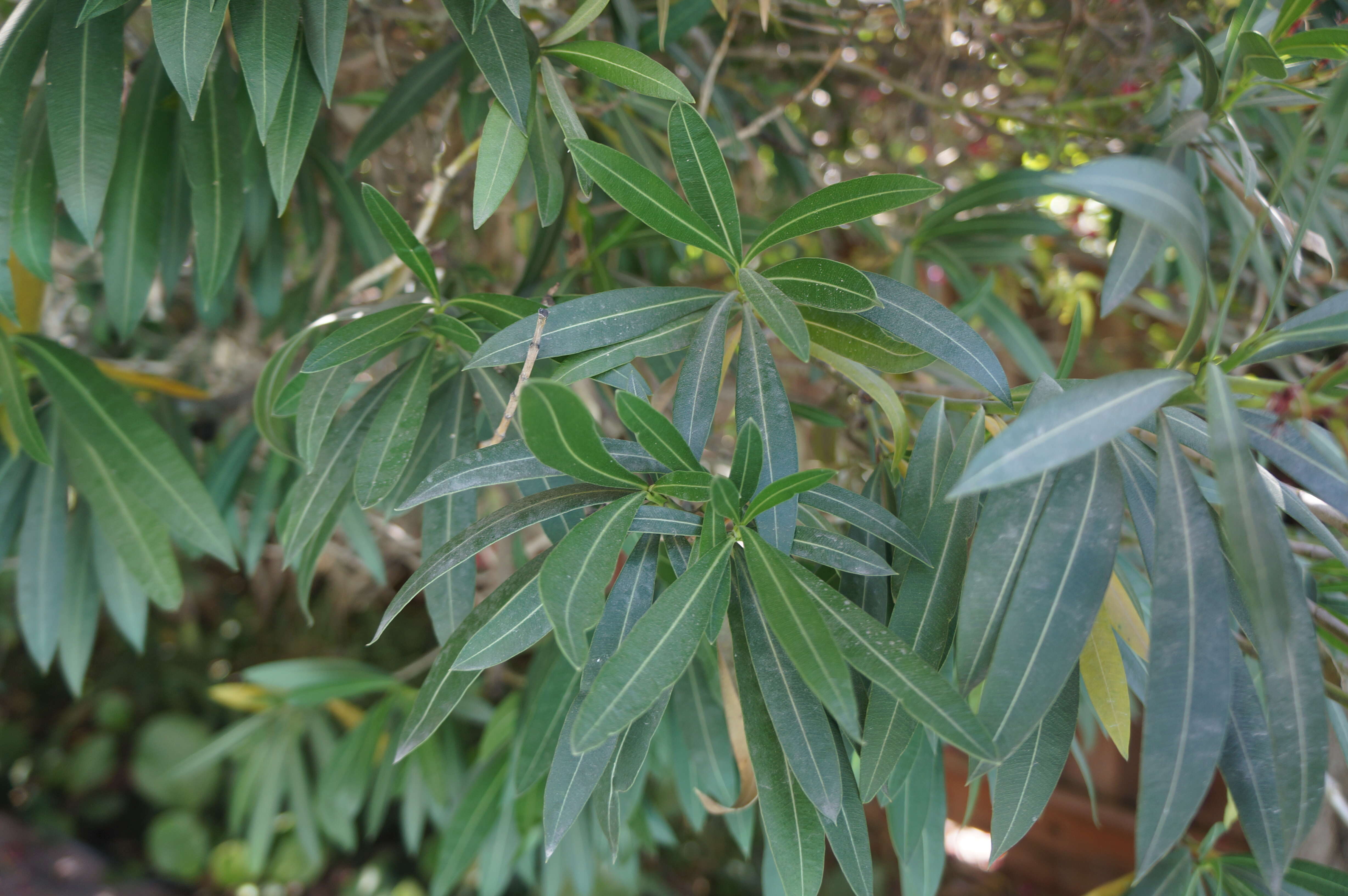 Image of Oleander