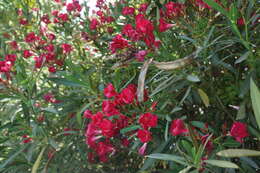 Image of Oleander