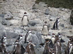 Image of Humboldt Penguin