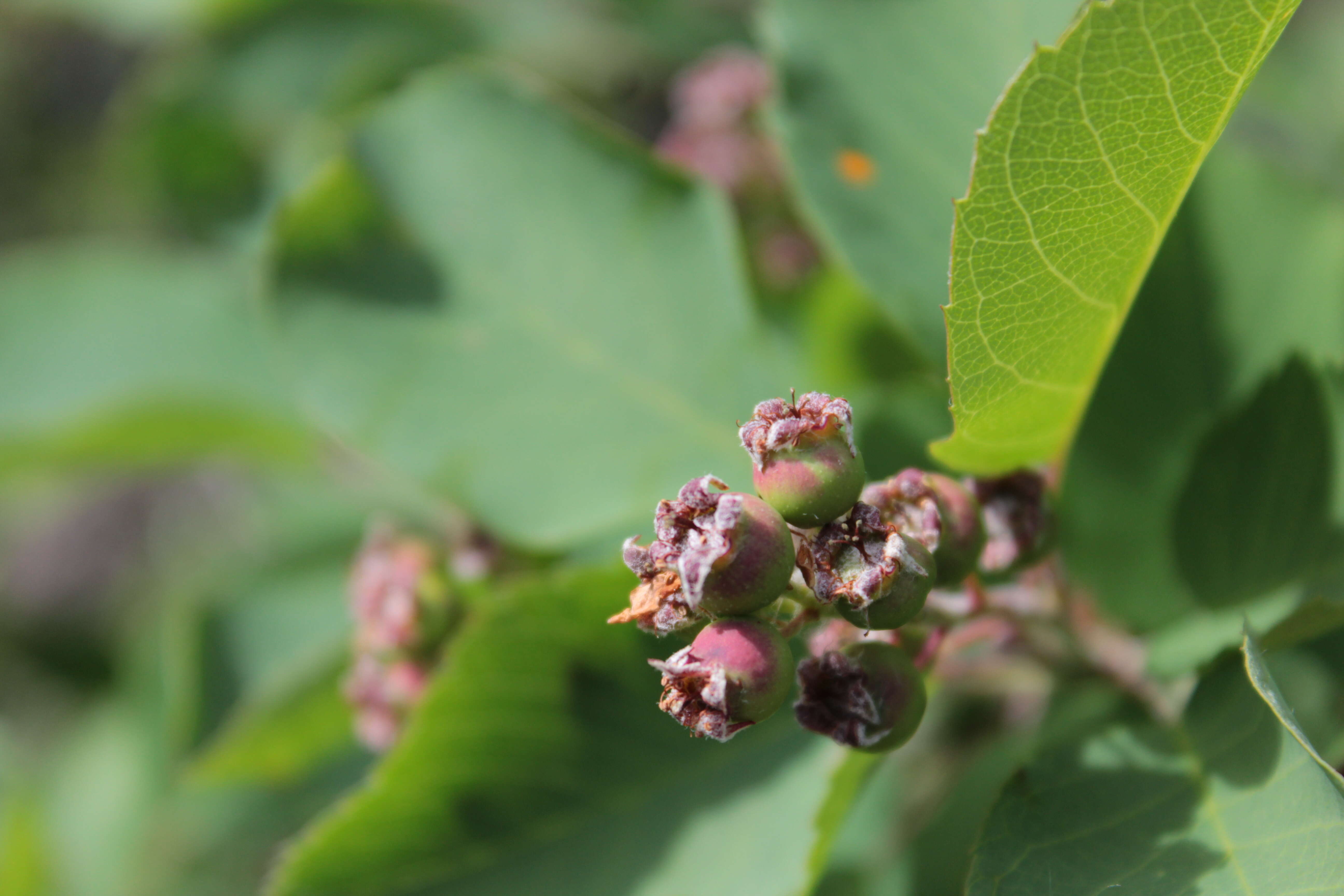 Слика од Amelanchier alnifolia (Nutt.) Nutt.