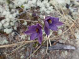 Image of Hybrid sun orchid