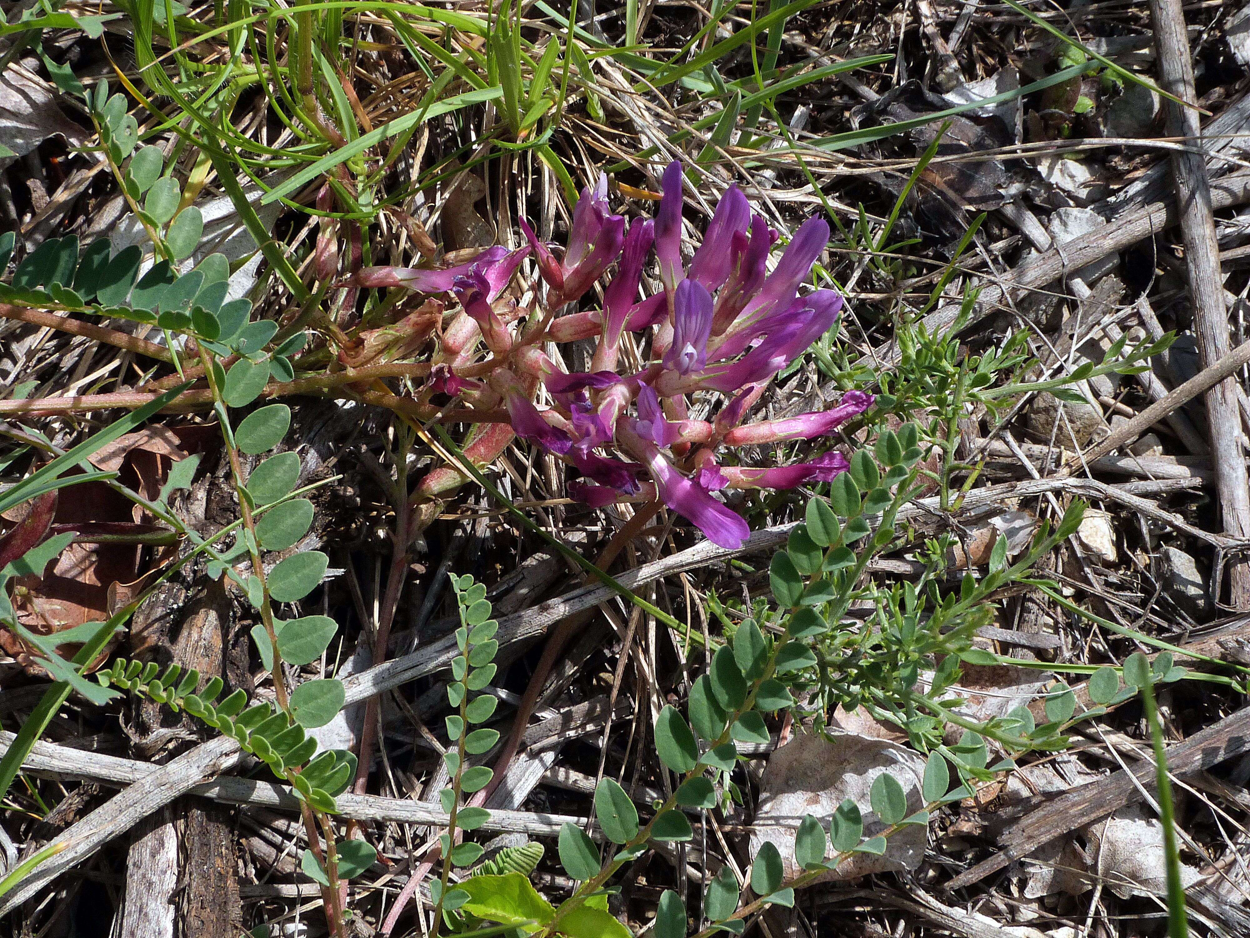 Image of Montpellier milkvetch