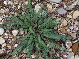 Image of Montpellier milkvetch