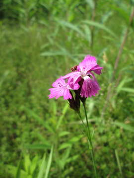 Image of carthusian pink