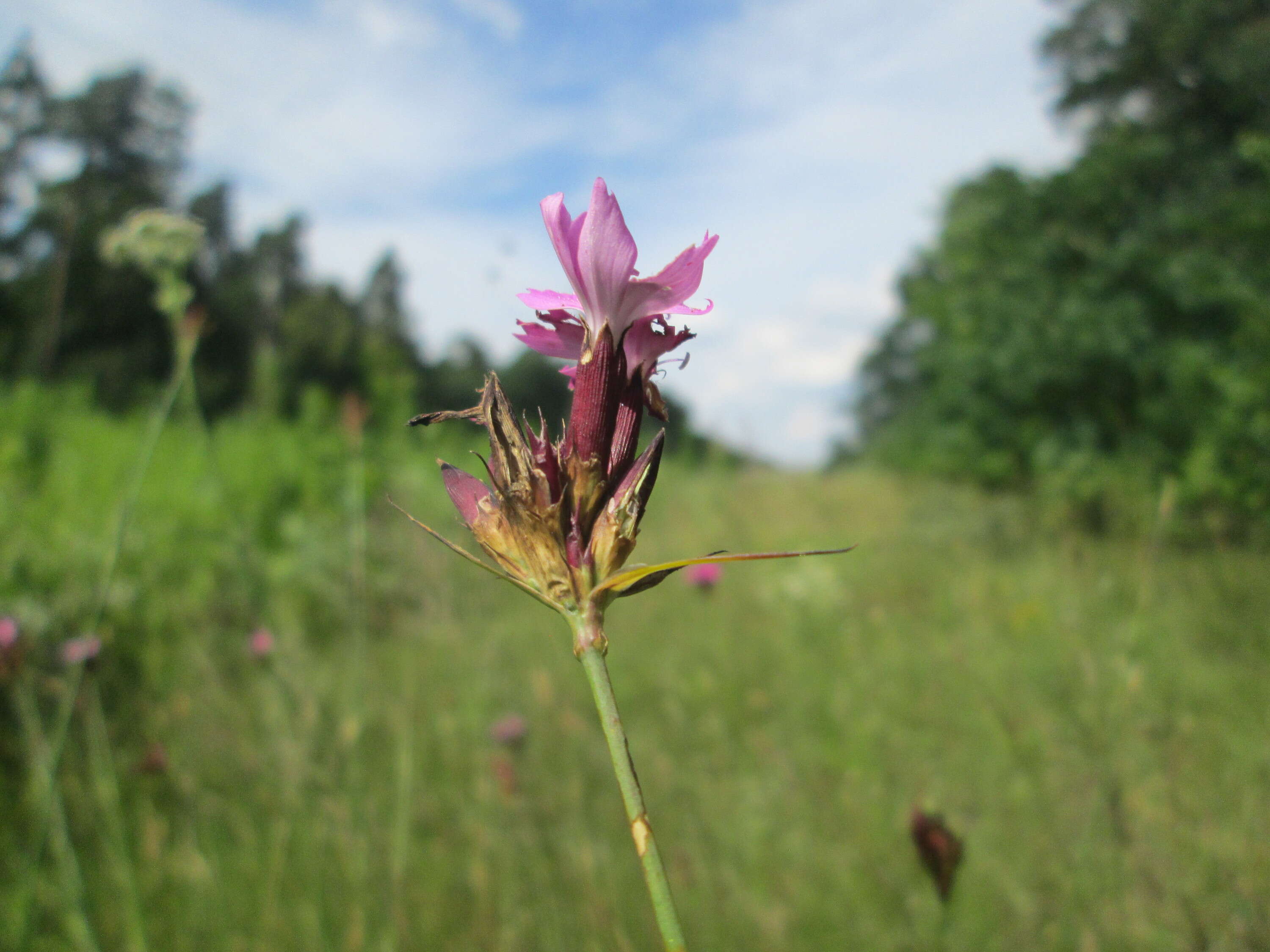 Image of carthusian pink