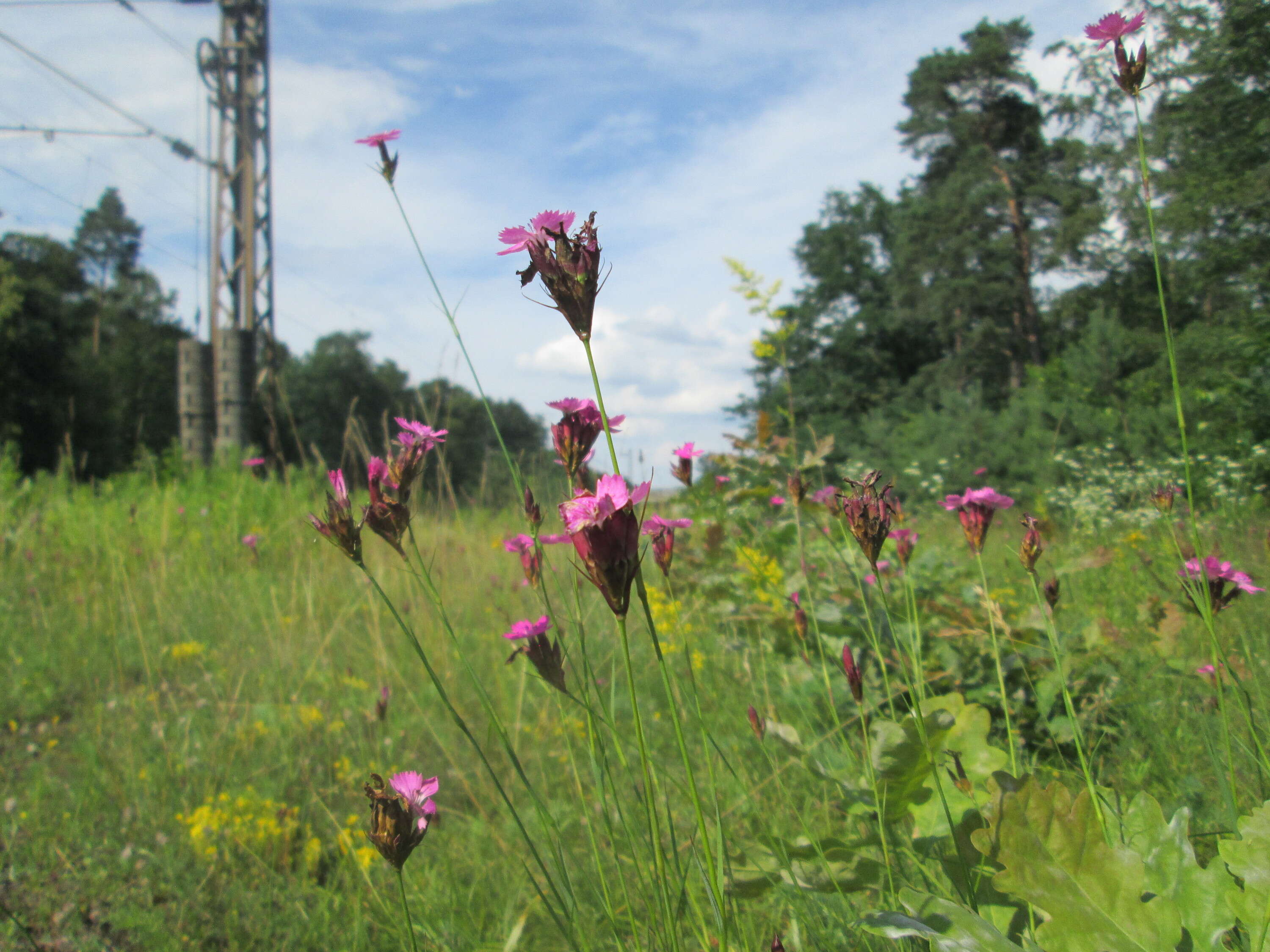 Image of carthusian pink