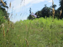 Image de jasione des montagnes