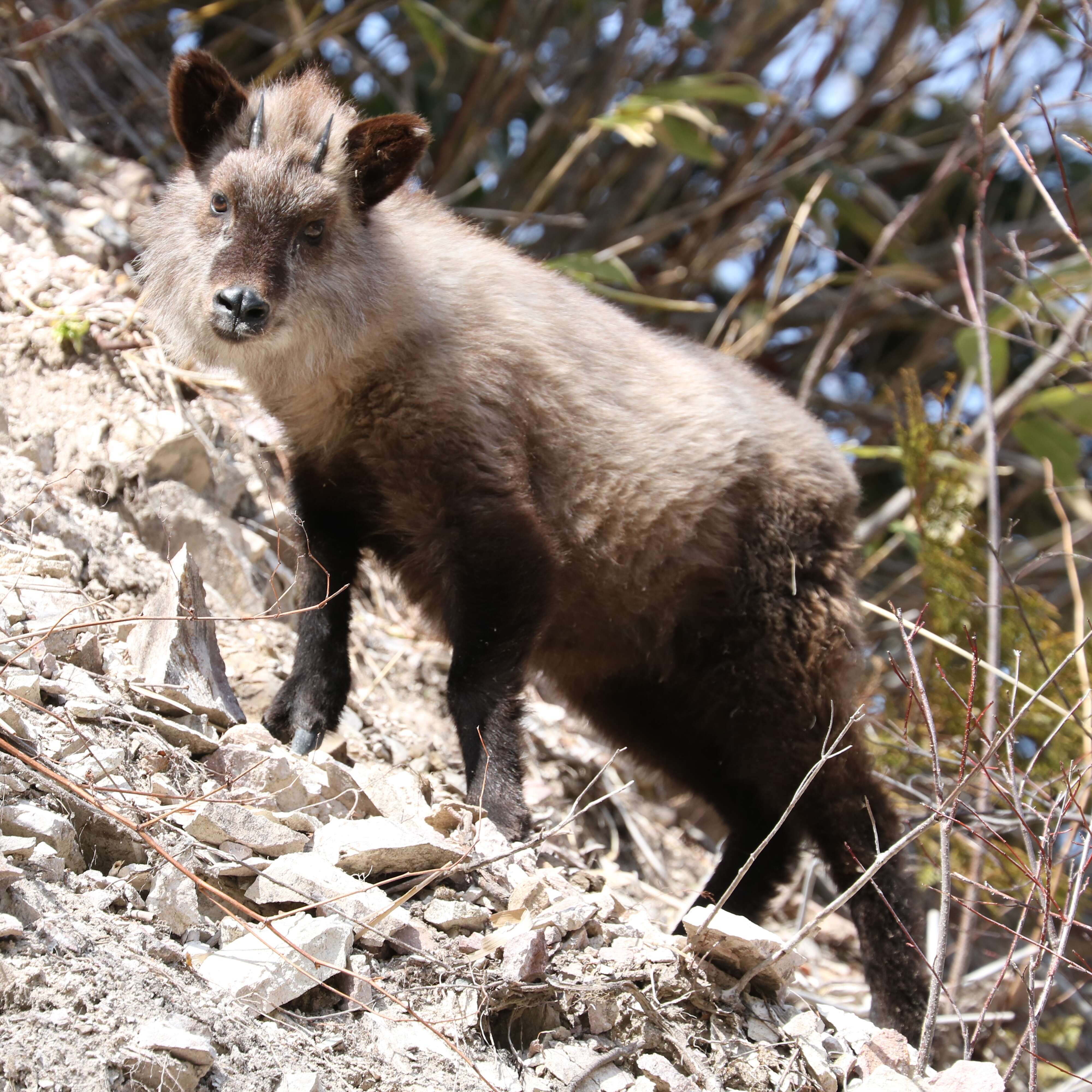 Image of Japanese Serow