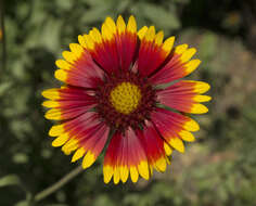 Image of Common perennial gaillardia