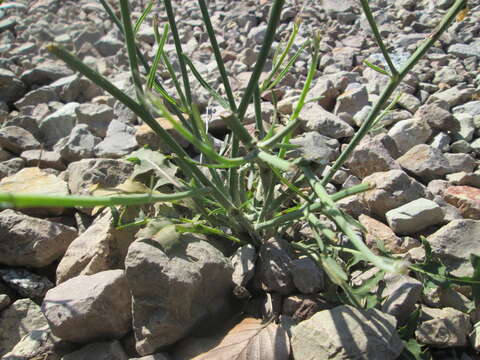 Image of chondrilla