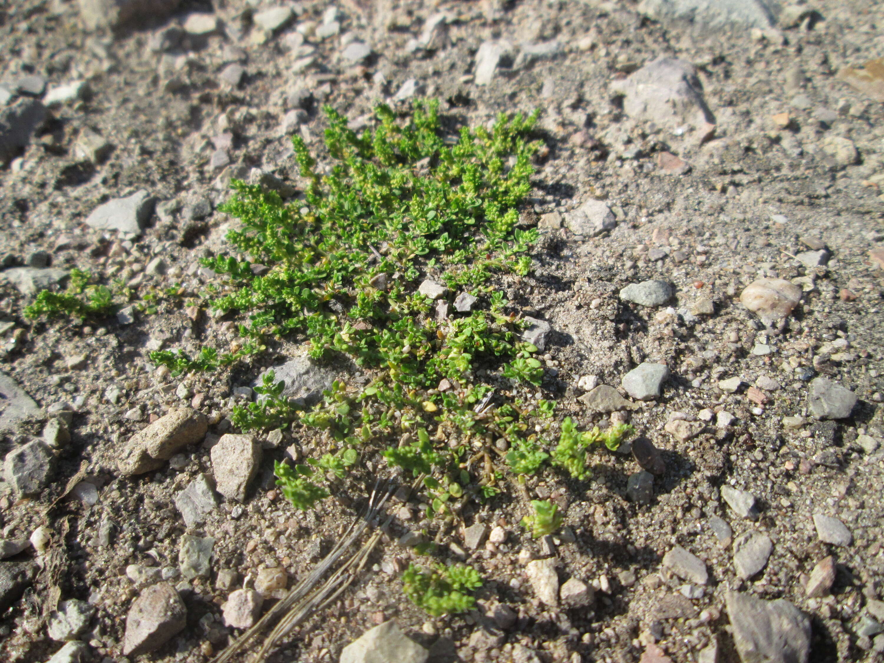 Image of smooth rupturewort